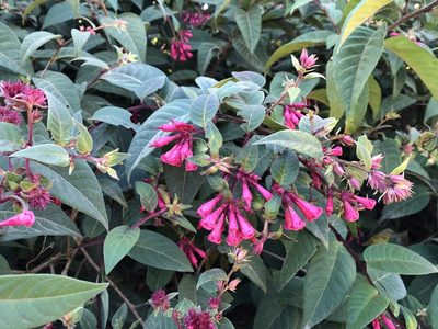 Cestrum elegans, photographed by Sarah Richardson