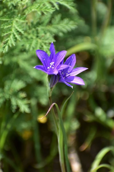 Ixiolirion tataricum, photographed by Kudaibergen Amirekul
