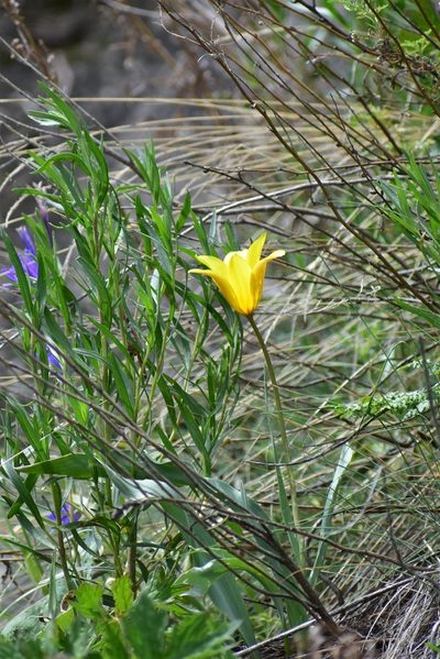 Tulipa ostrowskiana, photographed by Kudaibergen Amirekul