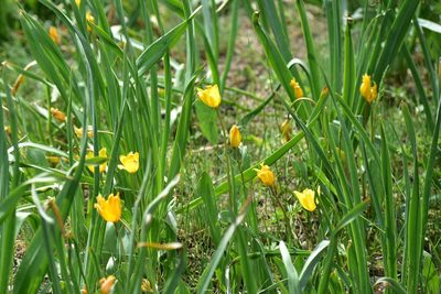 Tulipa ostrowskiana, photographed by Kudaibergen Amirekul