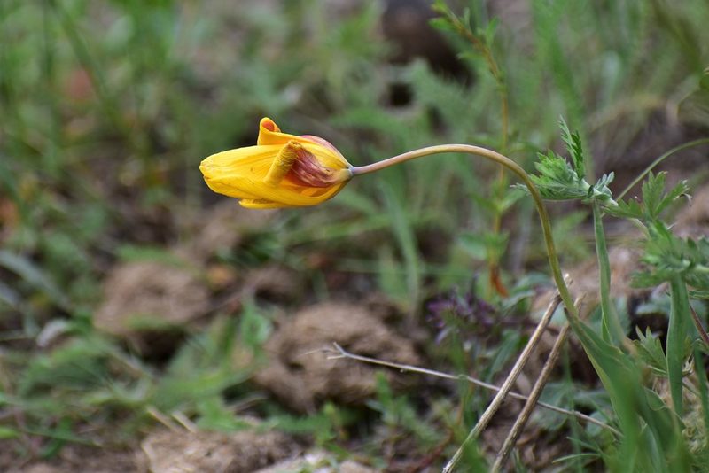 Tulipa ostrowskiana, photographed by Kudaibergen Amirekul