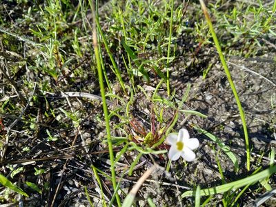 Oxalis pusilla, photographed by De Waal Hugo