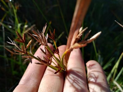 Cyperus sphaerospermus, photographed by De Waal Hugo