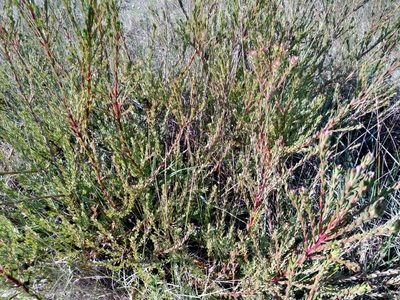 Leucadendron levisanus, photographed by De Waal Hugo