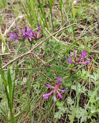 Astragalus syriacus, photographed by Юлия