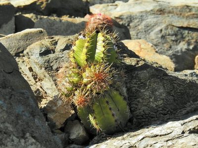 Melocactus nagyi, photographed by amantedarmanin