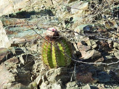Melocactus nagyi, photographed by amantedarmanin