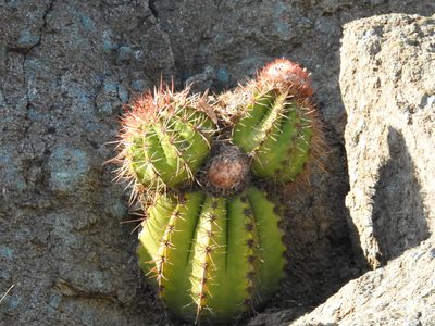 Melocactus nagyi, photographed by amantedarmanin