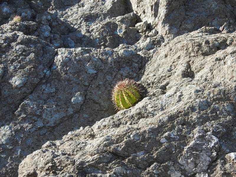 Melocactus nagyi, photographed by amantedarmanin