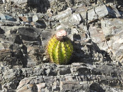Melocactus nagyi, photographed by amantedarmanin