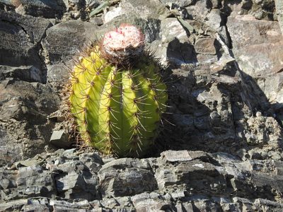 Melocactus nagyi, photographed by amantedarmanin