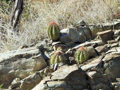 Melocactus nagyi, photographed by amantedarmanin