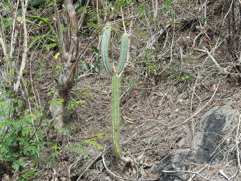 Pilosocereus brooksianus, photographed by amantedarmanin