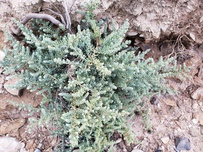 Suaeda taxifolia, photographed by Steve Addison