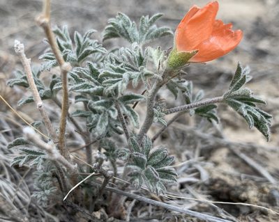 Sphaeralcea grossulariifolia, photographed by mark-groeneveld