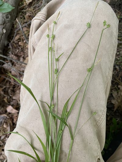 Carex gracilescens, photographed by Summit Metro Parks