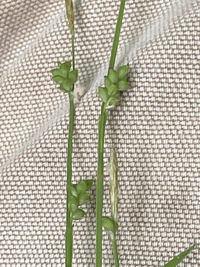 Carex gracilescens, photographed by Summit Metro Parks