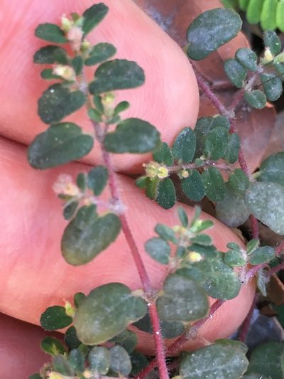 Euphorbia cozumelensis, photographed by W. Terry Hunefeld