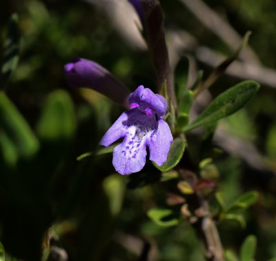 Clinopodium chilense, photographed by Nicolás Villaseca Merino