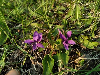 Viola irinae, photographed by Елена Кизилова