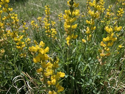 Thermopsis montana, photographed by mark-groeneveld
