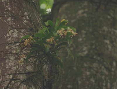 Cyrtorchis arcuata, photographed by Thibaud Aronson