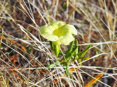 Pentalinon berteroi, photographed by amantedarmanin