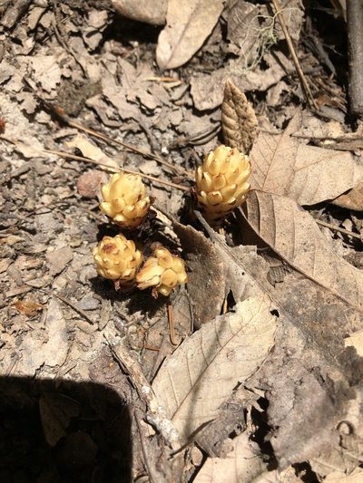 Pleuricospora fimbriolata, photographed by gretchenparadis