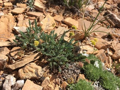 Cymopterus williamsii, photographed by Cecelia Alexander