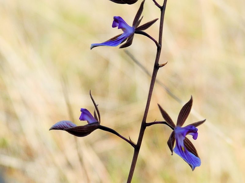 Tetramicra tenera, photographed by amantedarmanin