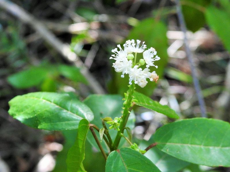Croton glabellus, photographed by amantedarmanin