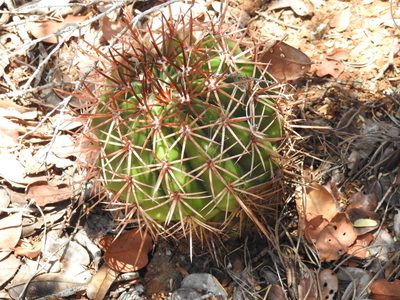 Melocactus holguinensis, photographed by amantedarmanin