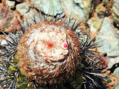 Melocactus holguinensis, photographed by amantedarmanin