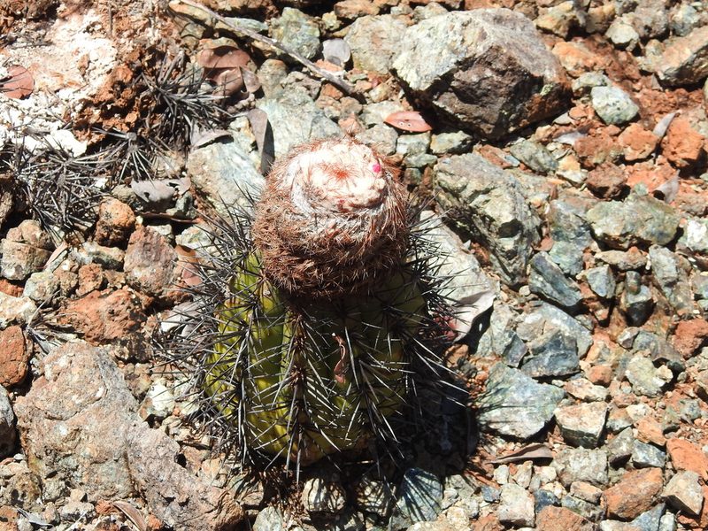 Melocactus holguinensis, photographed by amantedarmanin