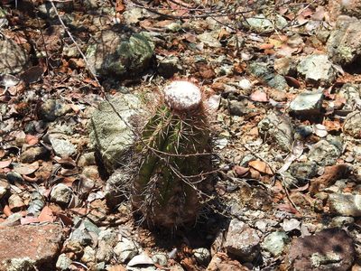 Melocactus holguinensis, photographed by amantedarmanin