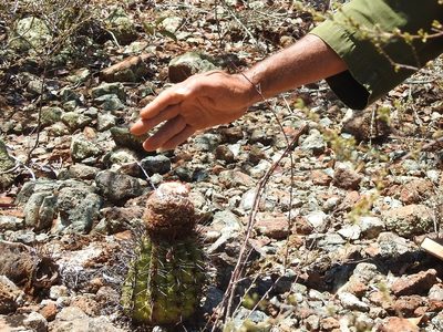 Melocactus holguinensis, photographed by amantedarmanin