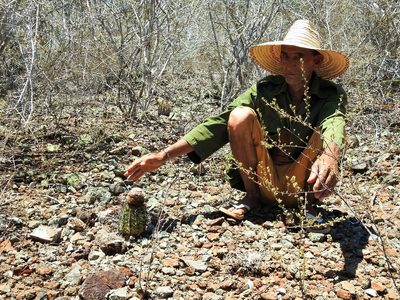 Melocactus holguinensis, photographed by amantedarmanin