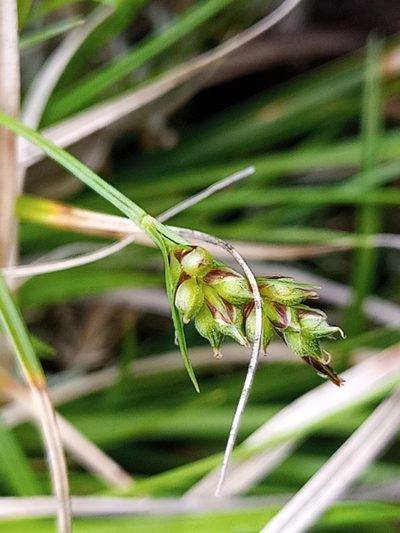Carex deflexa, photographed by Reuven Martin