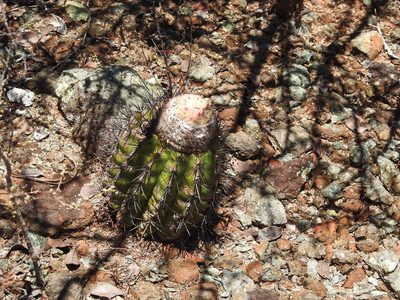 Melocactus holguinensis, photographed by amantedarmanin