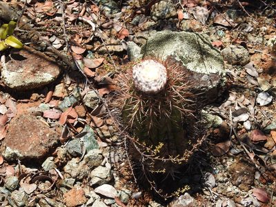 Melocactus holguinensis, photographed by amantedarmanin