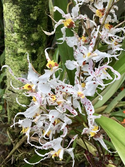 Oncidium cirrhosum, photographed by Cheryl McCleary-Catalano