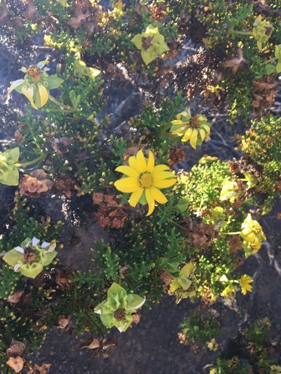 Lecocarpus pinnatifidus, photographed by Cheryl McCleary-Catalano
