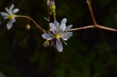 Saxifraga cuneifolia, photographed by Irene Saltini