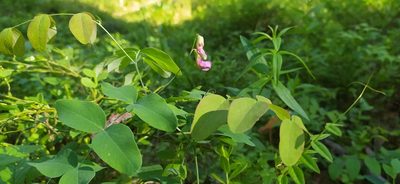 Lathyrus humilis, photographed by Алексей Ябс