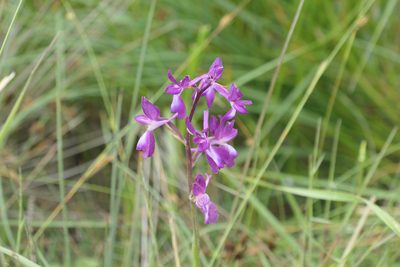 Anacamptis laxiflora, photographed by WATANABE Hitoshi 渡辺仁