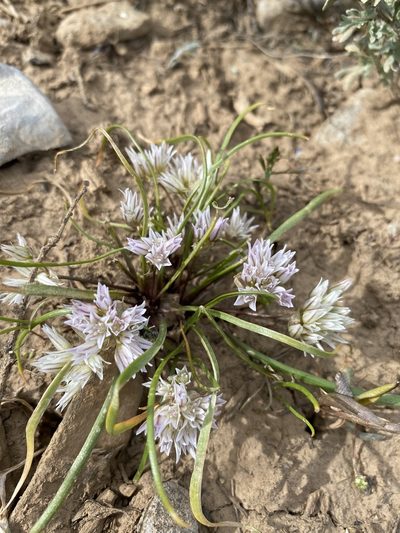Allium brandegeei, photographed by Matt Berger
