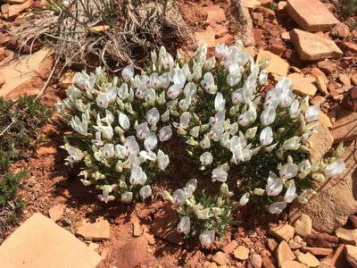 Astragalus simplicifolius, photographed by Cecelia Alexander