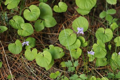 Viola epipsila, photographed by Nina Filippova