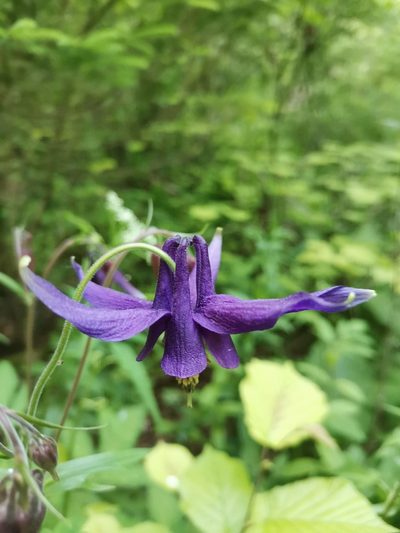 Aquilegia nigricans, photographed by Ljaž