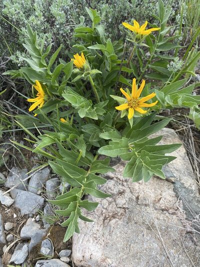 Balsamorhiza macrophylla, photographed by Matt Berger